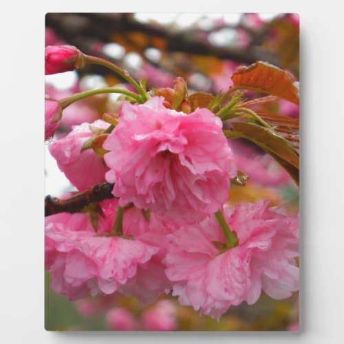 Hot Pink Cherry Blossom Flowers Plaque