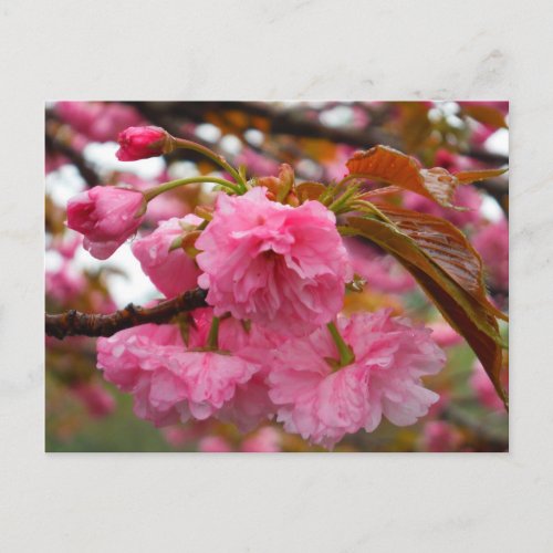 Hot Pink Cherry Blossom Flowers Postcard