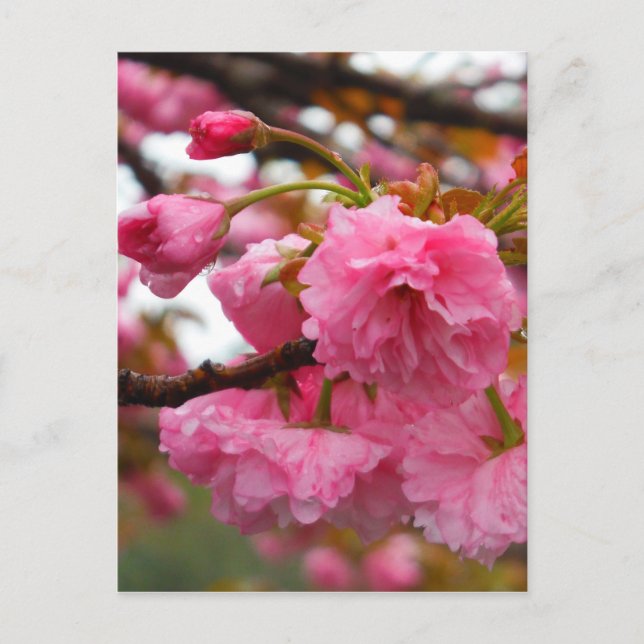Hot Pink Cherry Blossom Flowers Postcard (Front)