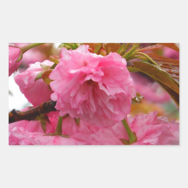 Hot Pink Cherry Blossom Flowers Rectangular Sticker (Front)