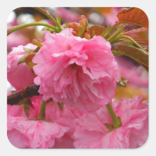 Hot Pink Cherry Blossom Flowers Square Sticker