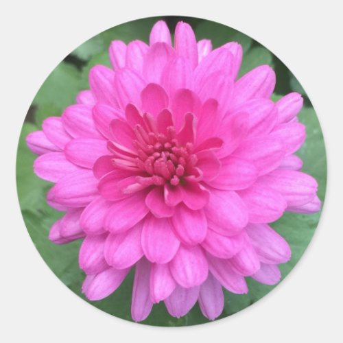 Hot Pink Crysanthemems Floral Classic Round Sticker