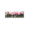 Hot Pink Daisy