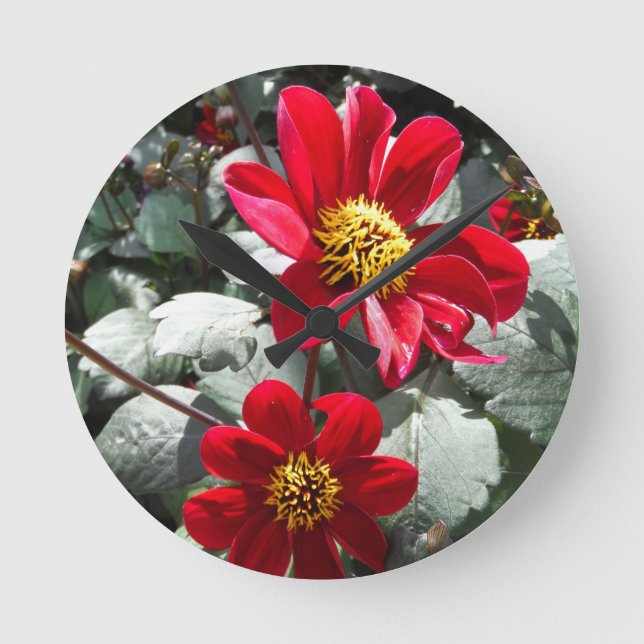 hot pink daisy / daisies flowers network round clock (Front)