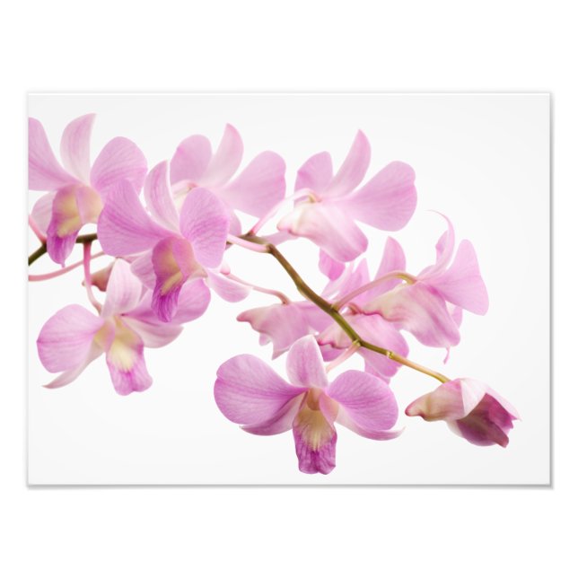 Hot Pink Dendrobium Orchid Flower Orchids Template Photo Print (Front)