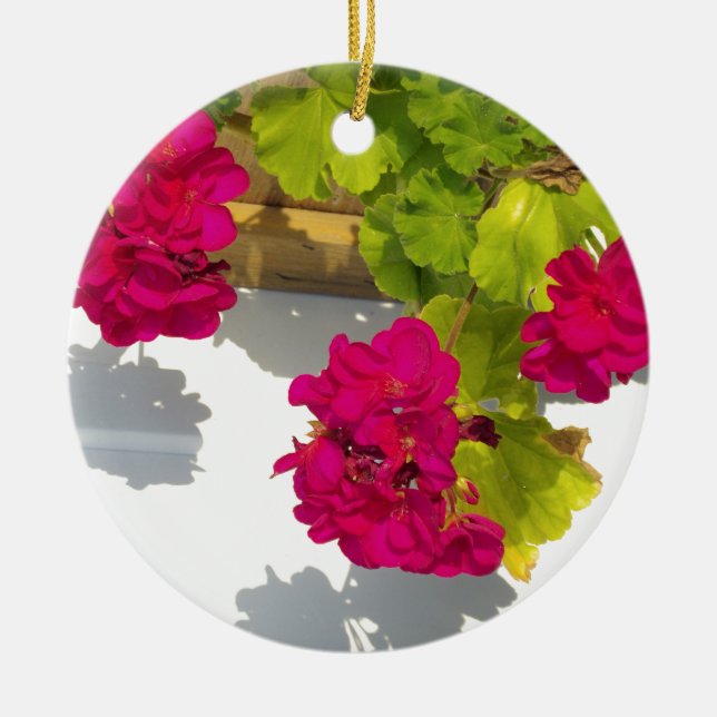 HOt pink floral flowers Pink Geranium Ceramic Ornament (Front)