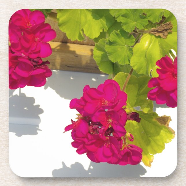 HOt pink floral flowers Pink Geranium Drink Coaster (Front)