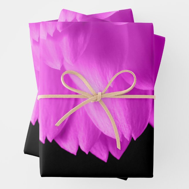 Hot pink flower petals on black wrapping paper sheets (In situ)
