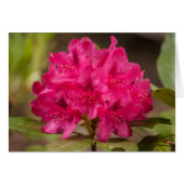 Hot Pink Flowers Rhododendron Floral Custom (Front Horizontal)