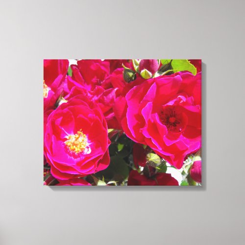 Hot Pink Fuchsia Shrub Roses Photograph on Canvas
