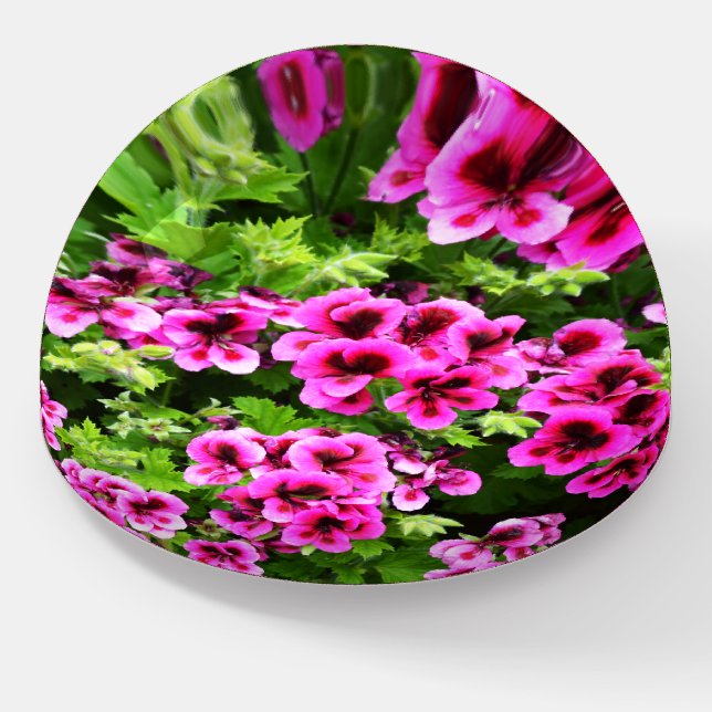 Hot Pink Geranium Flowers Growing On A Bush,   Paperweight (Angled)