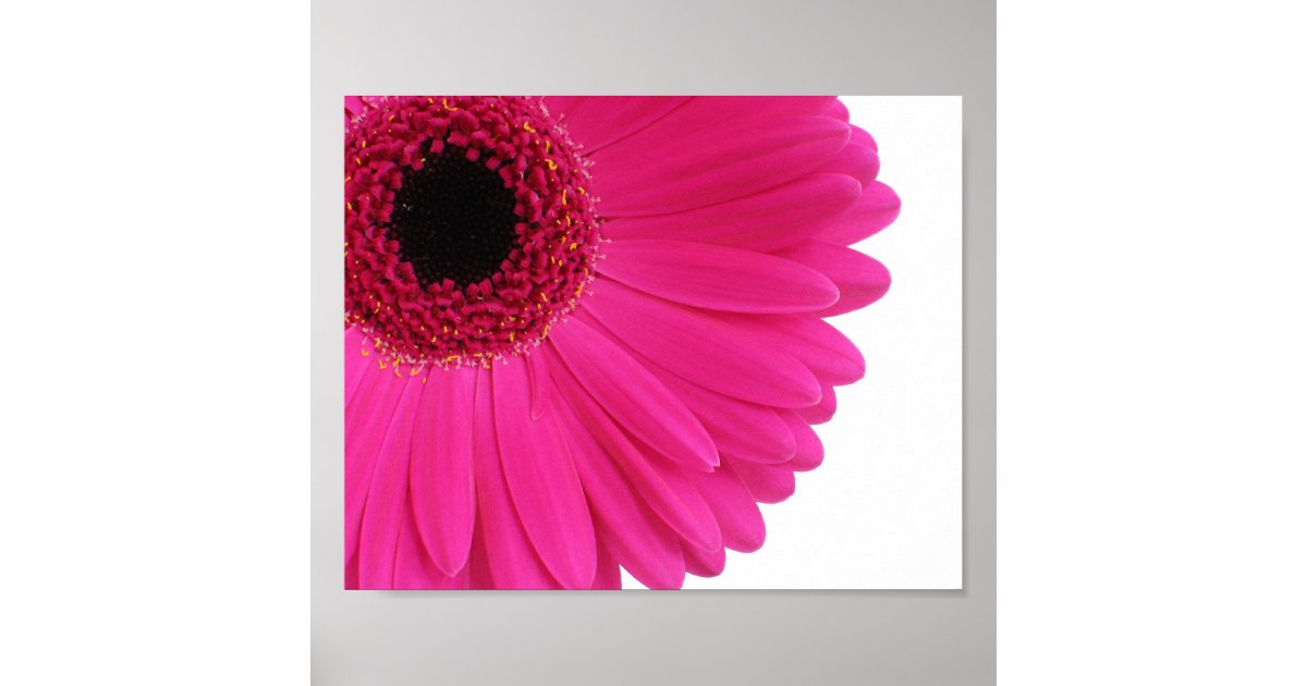 Hot Pink Gerbera Daisy Close-up Poster | Zazzle