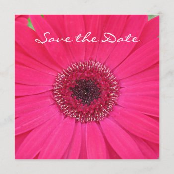 Hot Pink Gerbera Daisy Save The Date Invitation by henishouseofpaper at Zazzle