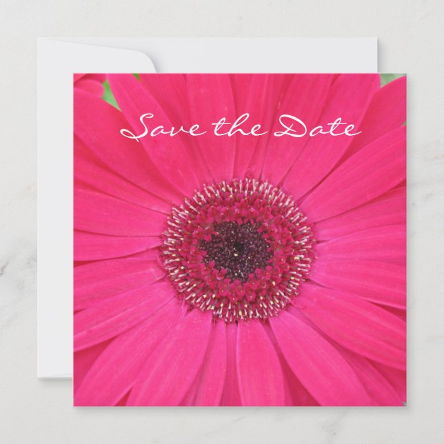 Hot Pink Gerbera Daisy Save the Date Invitation (Front)