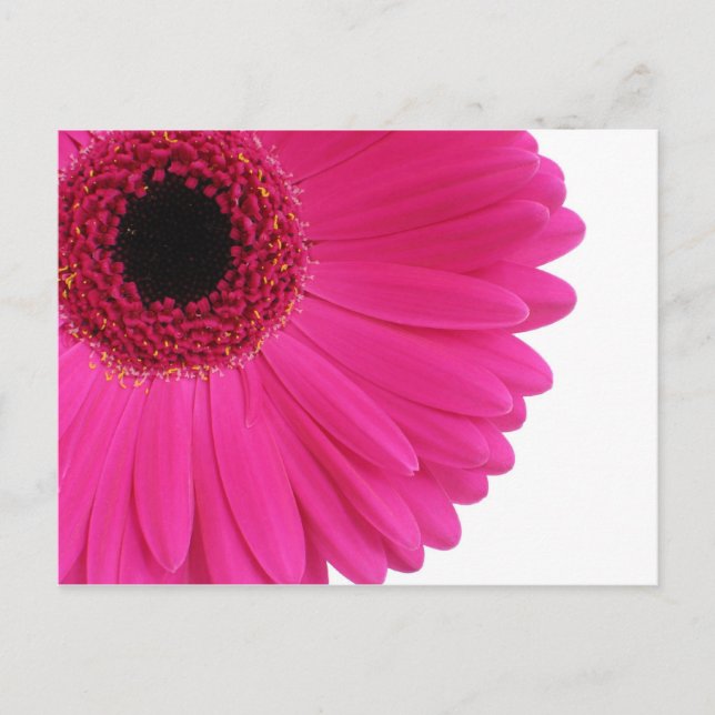 Hot Pink Gerbera Postcard (Front)