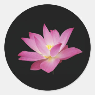 Hot pink lotus flower on black background Sticker