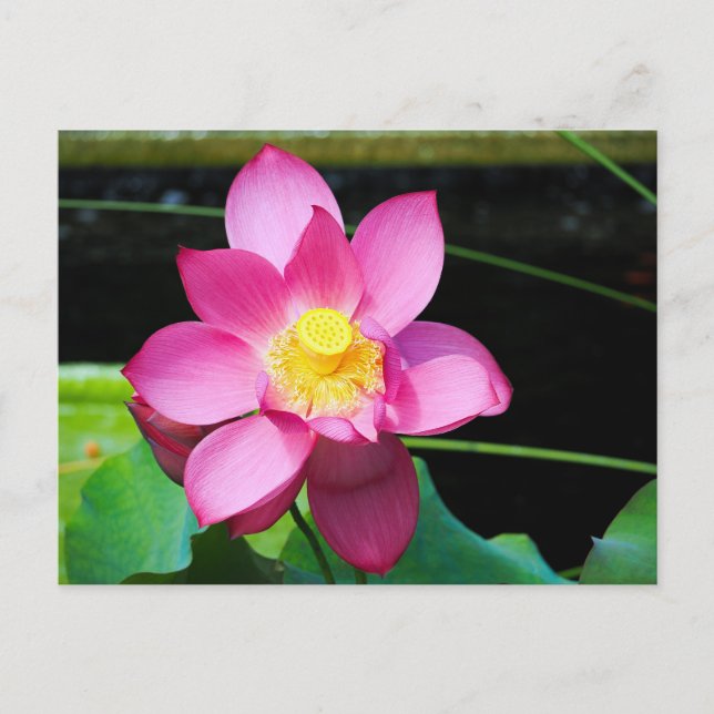 Hot Pink Lotus Flower Postcard (Front)