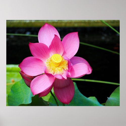 Hot Pink Lotus Flower Poster