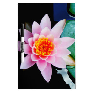 Hot Pink & orange lotus water lily flower Dry-Erase Board