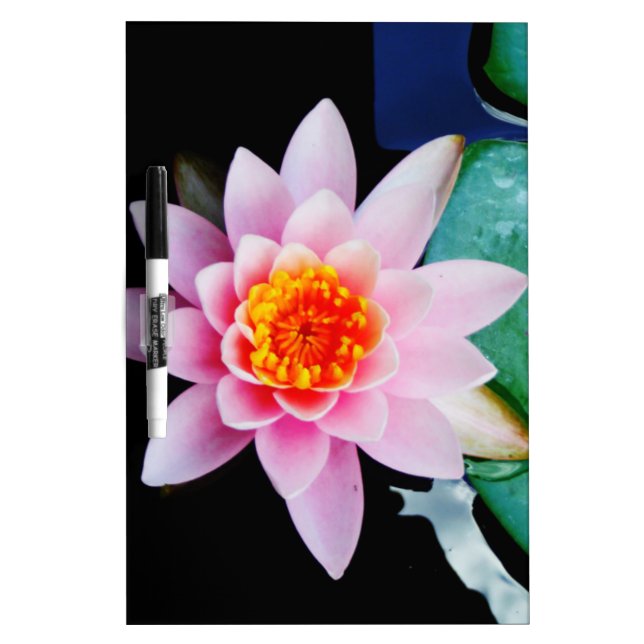 Hot Pink & orange lotus water lily flower Dry-Erase Board (Front)