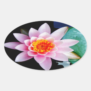 Hot Pink & orange lotus water lily flower Oval Sticker