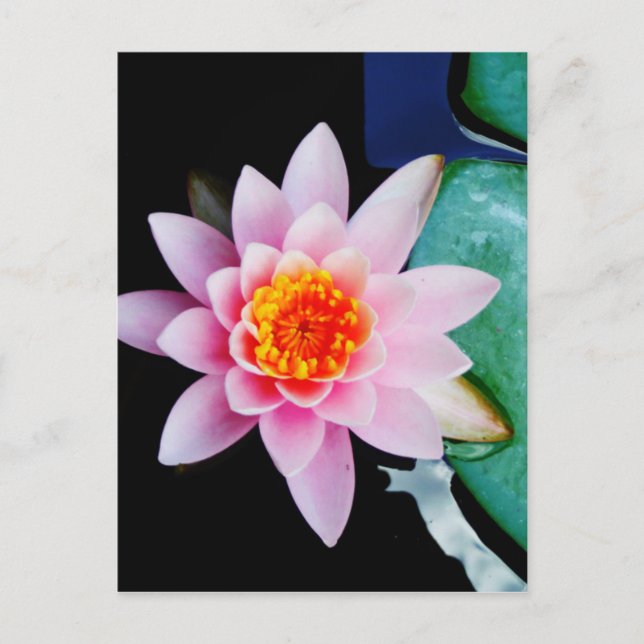 Hot Pink & orange lotus water lily flower Postcard (Front)