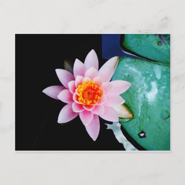 Hot Pink & orange lotus water lily flower Postcard (Front)