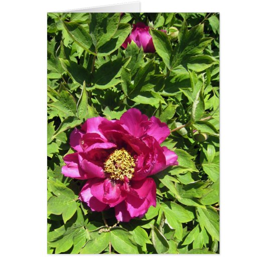 Hot Pink Peonie Cards (Front)