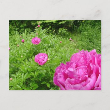 Hot Pink Peony Garden Postcard by logodiane at Zazzle