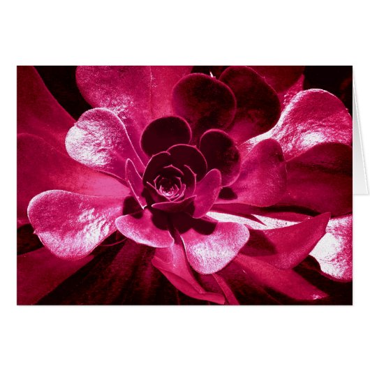 Hot Pink Petals Cards (Front Horizontal)