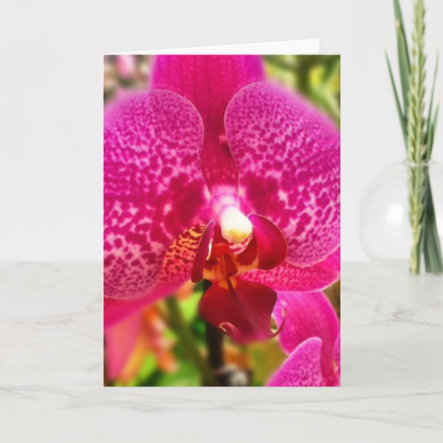 Hot Pink Phalenopsis Orchid Blank Greeting Card (Front)