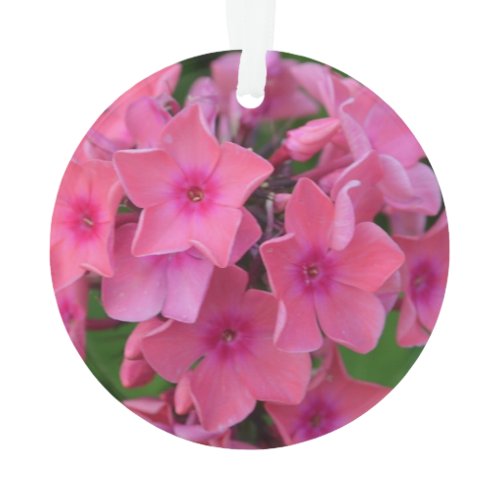 Hot Pink Phlox Flowers Ornament