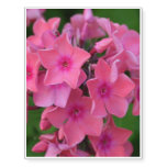 Hot Pink Phlox Flowers Temporary Tattoos
