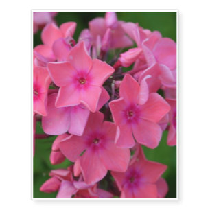 Hot Pink Phlox Flowers Temporary Tattoos
