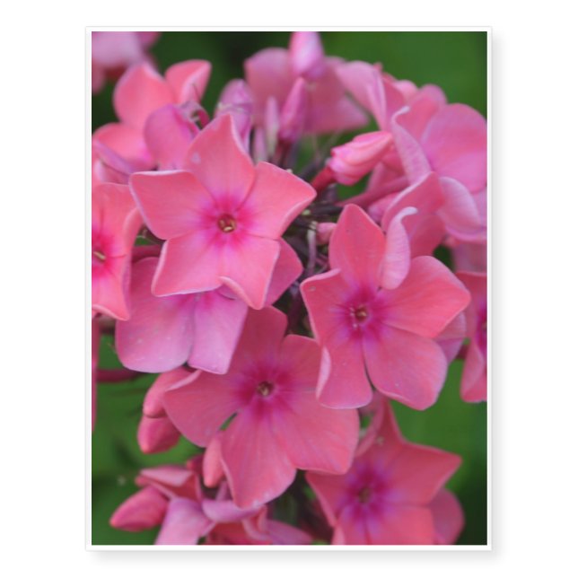 Hot Pink Phlox Flowers Temporary Tattoos (Front)