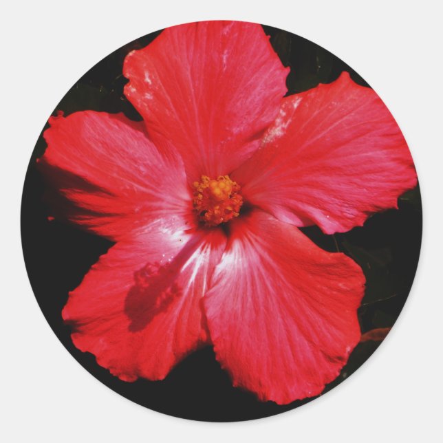 Hot Pink Red Hibiscus flower on Black Classic Round Sticker (Front)