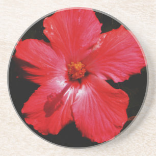 Hot Pink Red Hibiscus flower on Black Drink Coaster