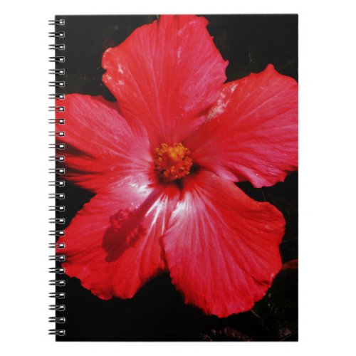 Hot Pink Red Hibiscus flower on Black Notebook