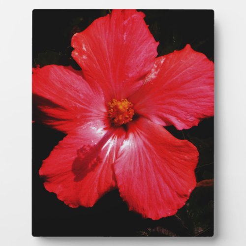 Hot Pink Red Hibiscus flower on Black Plaque