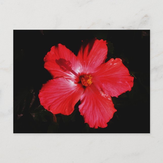 Hot Pink Red Hibiscus flower on Black Postcard (Front)
