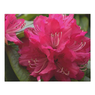Hot Pink Rhododendron Faux Wrapped Canvas Small