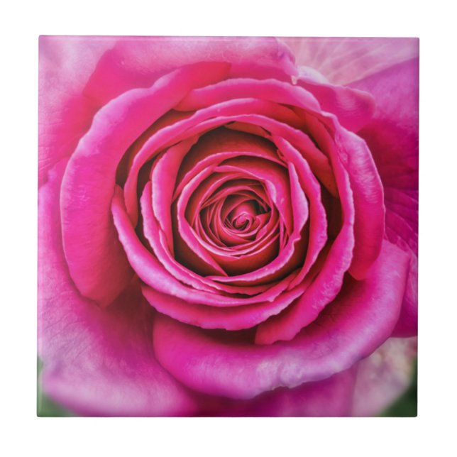 Hot Pink Rose Ceramic Tile (Front)