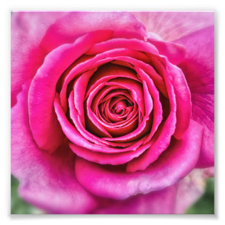 Hot Pink Rose Photo Print