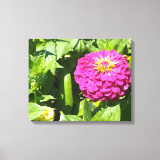 Hot Pink Zinnia Canvas Print