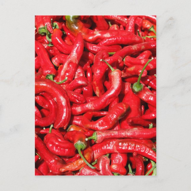 Hot Red Chili Peppers Outdoors in the Summer Sun Postcard (Front)