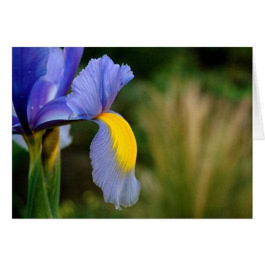 Hot Spot (Front Horizontal)