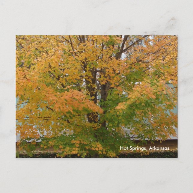 Hot Springs, AR Autumn Leaves Postcard (Front)