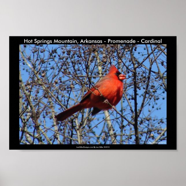 Hot Springs Mountain, AR - Promenade - Cardinal Poster (Front)