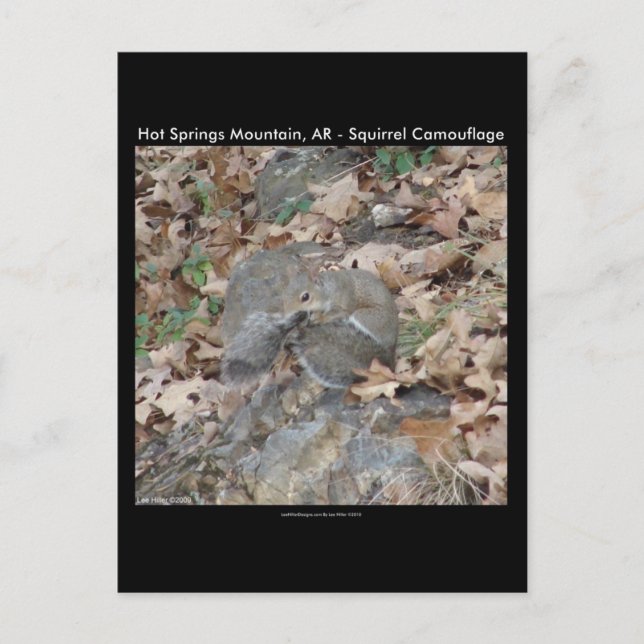 Hot Springs Mountain, AR Squirrel Camouflage Gifts Postcard (Front)