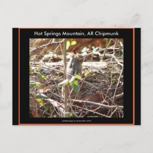 Hot Springs Mountain, Arkansas Chipmunk Gifts Postcard